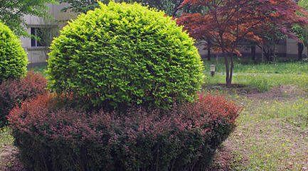 大葉黃楊球規(guī)格,大葉黃楊球種植,大葉黃楊球價(jià)格行情