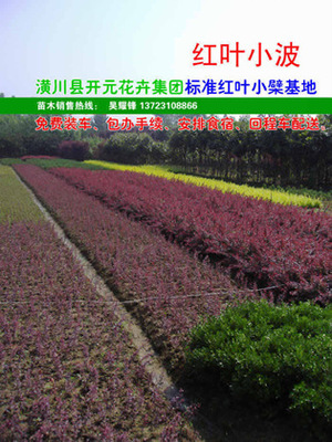 【紅葉小檗,紫葉小檗,紅葉小波,河南紅葉小檗,潢川紅葉小檗】價格,廠家,圖片,灌木,河南開元園林生態實業-